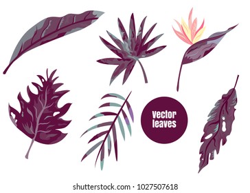 Set of tropical jungle leaves agave, monstera etc. 
