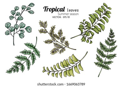 Set of Tropical leaf drawing illustration with line art on white backgrounds.






