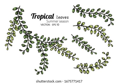 Set of Tropical leaf drawing illustration with line art on white backgrounds.






