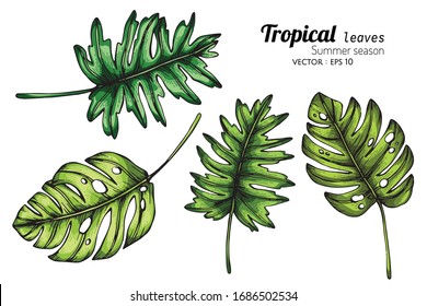 Conjunto de ilustración de dibujo de hoja tropical con arte lineal sobre fondo blanco.


