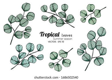 Set of Tropical leaf drawing illustration with line art on white backgrounds.






