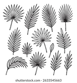 Set of tropical leaf illustrations in black and white. Hand drawn exotic foliage.
