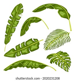 Establezca la hoja tropical aislada en un fondo blanco. Hojas exóticas realistas. Hermosa planta de verano de estilo plano para cualquier propósito.Diseño de ilustración vectorial.