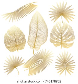 Set Tropical Leaf Isolated. Vector Illustration. 