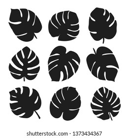 Set of tropical leaf on white background. Monstera