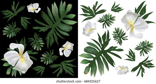 Set of tropical leaf and plumeria flower background pattern, on black background and on white background. Illustration vector