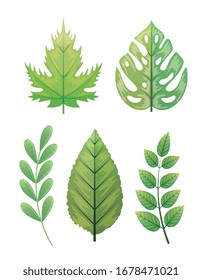 set of tropical leafs naturals vector illustration design