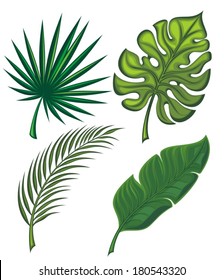 Set of tropical leaves
