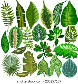 Set of tropical leaves