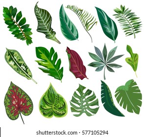 Set of tropical leaves.