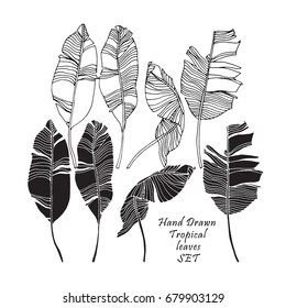 Set of tropical leaves, black silhouettes and outlined images isolated on white background. Vector