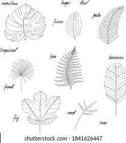 Conjunto de elementos botánicos vectoriales para el diseño - hojas tropicales