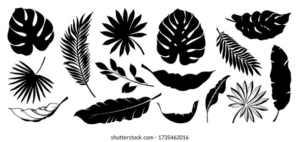 Set of Tropical leaves. Collection black leaves palm, fan palm, banana leaves. Nature leaves collection. Vector illustration.