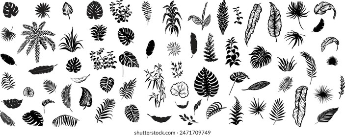 Set of tropical leaves. Collection of exotic palm leaves. Monstera leaf , Areca palm, royal fern, banana leaf and mulberry leaf .Botanical plant collection. Leaf icon set. Jungle plant. Exotic summer