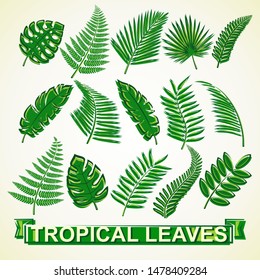 Set of tropical leaves. Collection icon tropical leaves. Vector