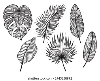 Set of tropical leaves. Collection of silhouette palm leaves. Exotic plants. Linear leaves. Vector illustration of white background. 