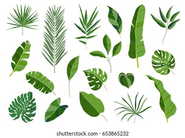 Set of tropical leaves. Different green leaf collection. Colorful vector illustration on white background in cartoon style.
