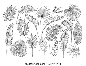 Set Of Tropical Leaves. Drawing Sketches Of Leaves. Vector Illustration