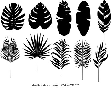 Set of tropical leaves drawn in flat doodle style. Leaves of jungle plants, palm trees, monstera, etc. Black silhouettes of tropical leaves for postcards, printing on fabric and paper, design.