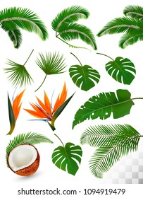 Set of tropical leaves and exotic flowers isolated on transparent background. Vector illustration.