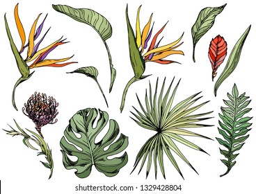 Set of tropical leaves and exotic flowers, strelitzia, bromeliad. Isolated elements for design. Hand drawn vector.