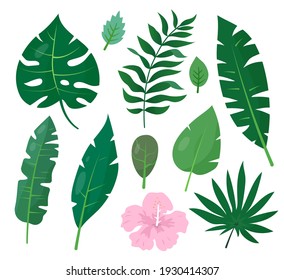 Set of tropical leaves. Flat vector image.
