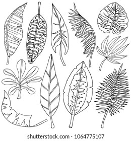 set of tropical leaves, floral design elements, outline black white, hand drawing, vector illustration