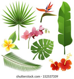 Set of tropical leaves and flowers