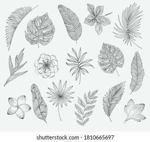 Set of tropical leaves and flowers. Plants isolated on white background