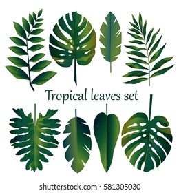 set of tropical leaves, green exotic plants on white