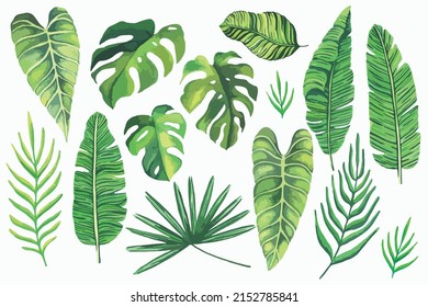 Set of tropical leaves. Tropical green leaves on white background. Set of hand drawn watercolor illustration. Exotic plants