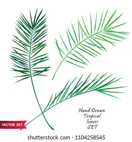 Set of tropical leaves, green tints silhouettes isolated on white background. Vector