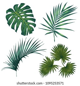 Set of tropical leaves. isolated on white background. Vector illustration