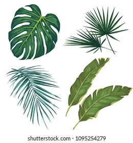 Set of tropical leaves. isolated on white background. Vector illustration