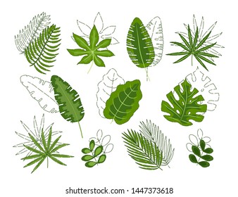 Set of tropical leaves isolated on white background. Vector illustration of exotic foliage. Summer botanical set for design.