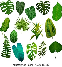 Set of tropical leaves isolated on white background for any purposes. Summer color. Decorative color art. Exotic jungle art print. Vector design set.