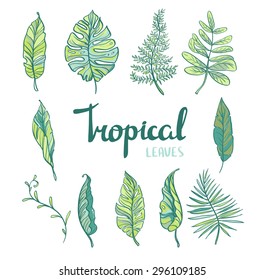 Set of  tropical leaves isolated on white background. Vector illustration