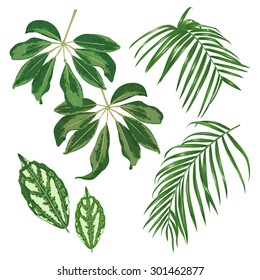 Set of tropical leaves isolated on white background. Vector illustration