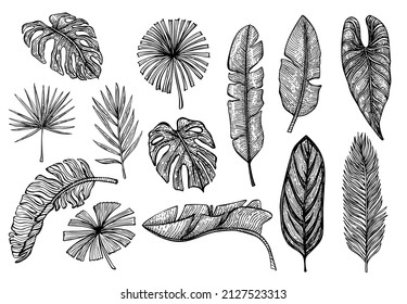 Set tropical leaves isolated. Retro banan, monstera, palm,alocasia leaf in hand drawn style. Engraving design for poster, print, book illustration, logo, icon, tattoo. Vintage vector illustration.l