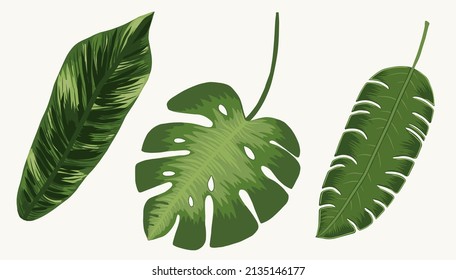 Set tropical leaves isolated vector illustration drawing hand