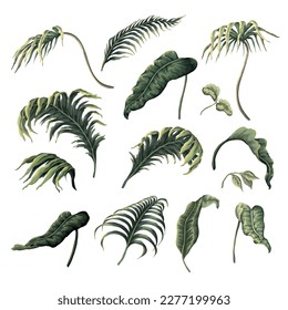 Set of the tropical leaves isolated. Vector