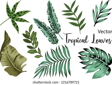 Set of Tropical leaves isolation vector: Tropical leaves, palm leaves, monstera, banana leaves, collection elements for scrapbooks, cards, invitations, weddings, parties, and decoration