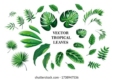 Set of tropical leaves and jungle art print vector illustration. Summer decoration flat style. Exotic palm leaves. Botanical design. Isolated on white background