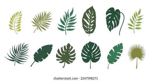 Set of tropical leaves. Jungle foliage. Green palm leaves on a white background. Tropical vector set.