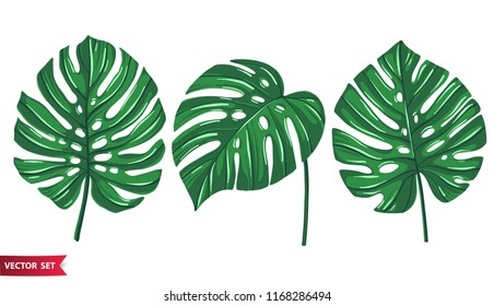 Set of tropical leaves. Monstera leaves collection. Jungle design elements.