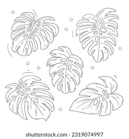 Set of tropical leaves. Monstera leaf illustration. Symmetrical composition.