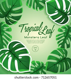 Set of Tropical Leaves : Monstera Leaf : Vector Illustration