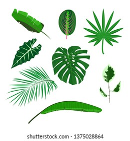 Set of tropical leaves on white background. Flat design vector illustration. Vector