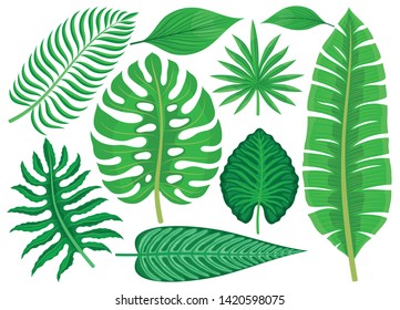 Set of tropical leaves on a white background.