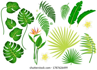 Set of tropical leaves on a white background